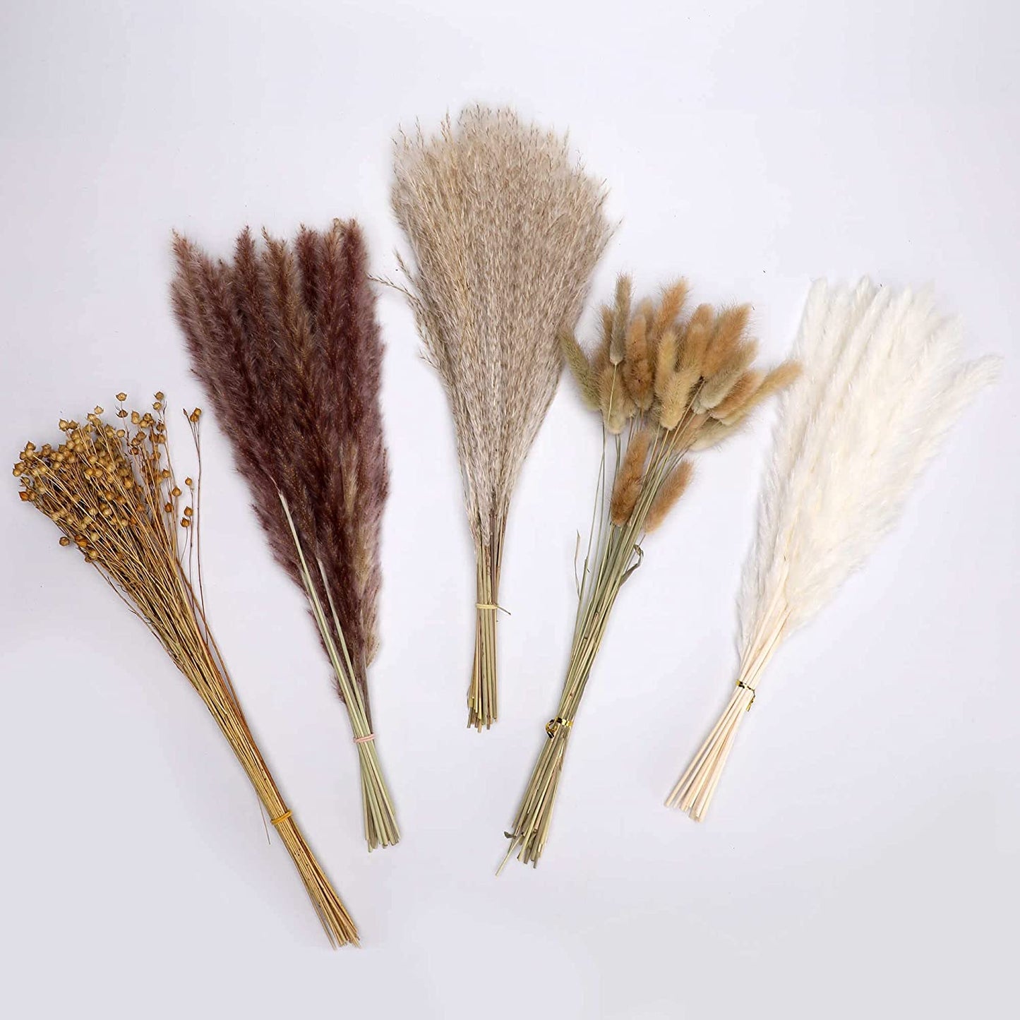 Pampová tráva přírodní.