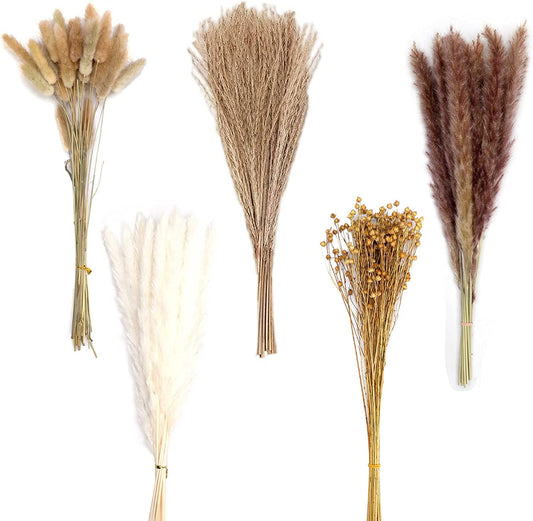 Pampová tráva přírodní.